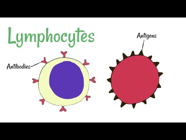 Cell Defence: Lymphocytes and Phagocytes