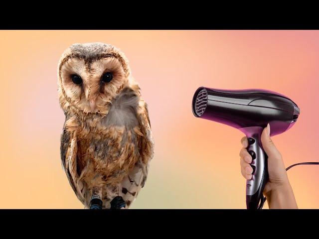 Owl Diary 73 Hairdrying a wet owl and why is Ryan excited and overwhelmed by the plan for March 2025