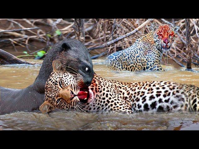 Jaguar vs Giant Otter Confrontation Ends with a Fatal Head Bite| Survival Battle