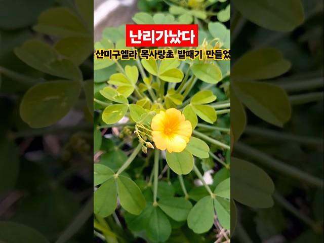 @구름이네힐링가든  산미구엘라사랑초 일냈다 언니가 주신거 #나훈아 #자네