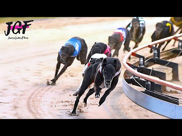 Greyhound Races  - Marathon Distance