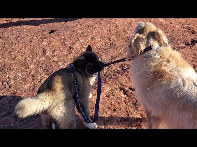 Naughty American Akita Puppy Pulling & Biting Dog Leash Attached To Her Golden Retriever Brother