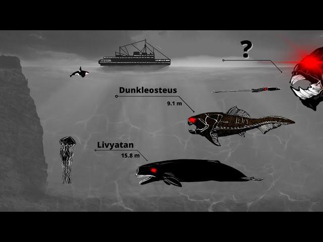 Largest Sea Creatures | Size Comparison