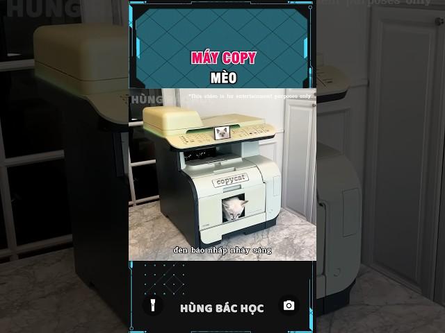máy coppy mèo 