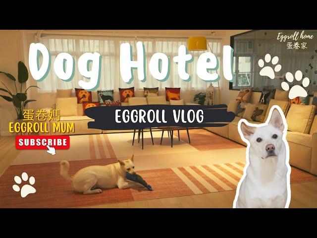 Dog Vlog︱香港狗狗好去處︱ 港島區狗狗酒店︱狗狗住宿︱Dog Hotel︱Dogcation