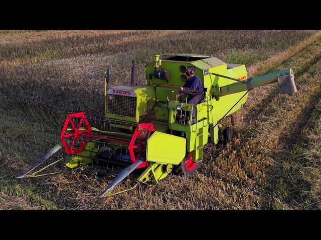 Veldbonen dorsen | Harvesting field beans | Claas Cosmos | Claas Lexion | Ackerbohnen dreschen