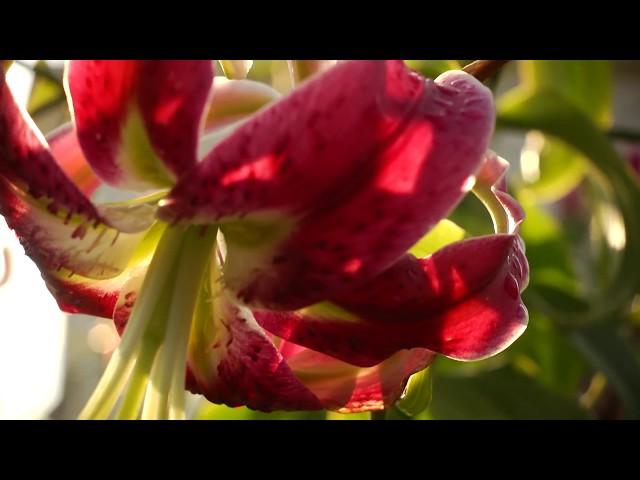 Asiatic vs Oriental Lilies