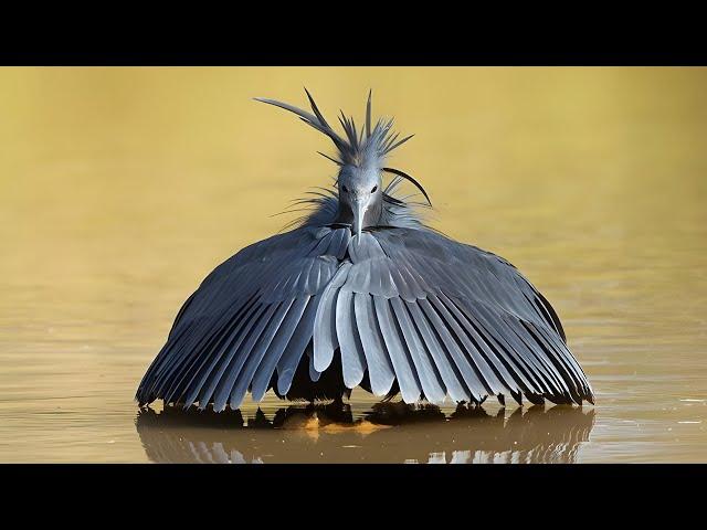 10 Strange Birds You Won't Believe Exist!