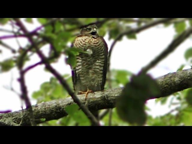 Sparrowhawk Call - What Sound Do Sparrowhawks Make ? - Birds of Prey