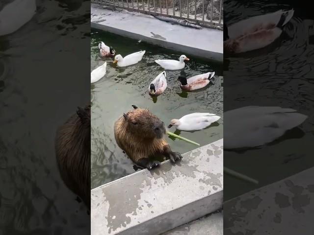 Capybara & duck
