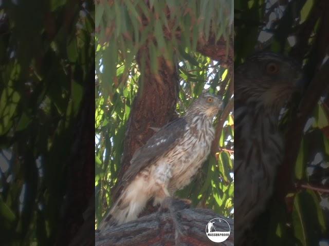 Cooper's Hawk with prey