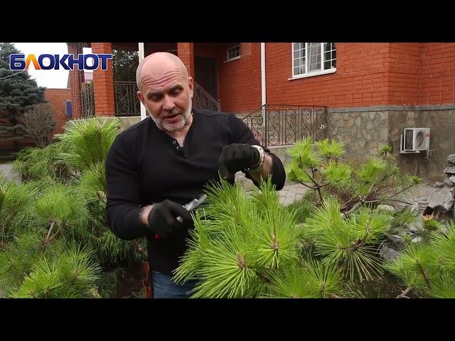 Искусство ниваки: садовый художник провел мастер-класс по стрижке сосны