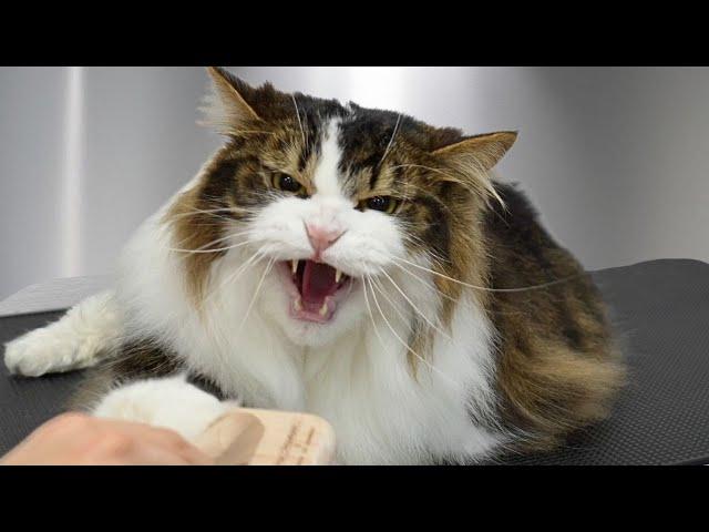 This Norwegian Forest Cat Can't Decide If He Loves Or Hates The Groomers 