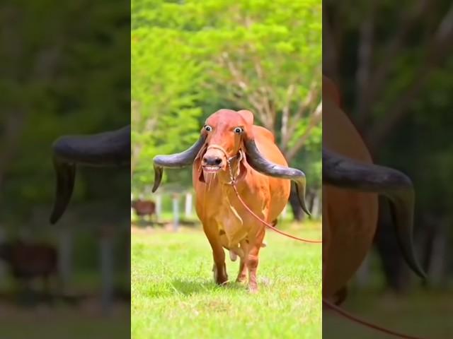 cow comedy videos #cow #Shorts