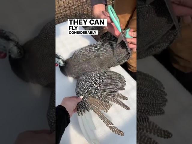 Why we Clip our Guinea Fowl’s Wing