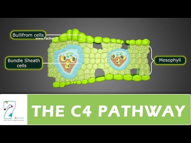 THE C4 PATHWAY_ PART 01