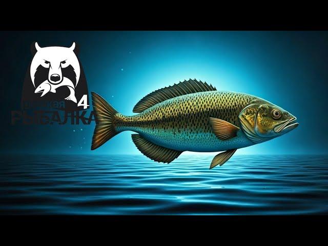 Русская Рыбалка 4  Russian Fishing 4