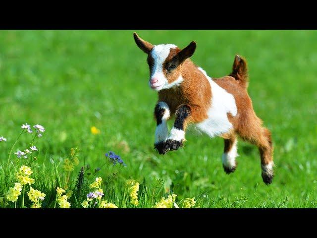 Les animaux de la ferme : La chèvre