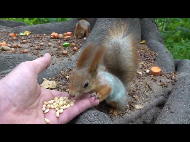 Покормил Толстую / I fed Tolstaya