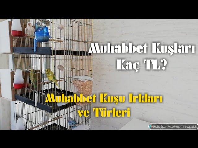 Muhabbet Kuşlarının Irkları, Türleri ve Fiyatları Nelerdir?