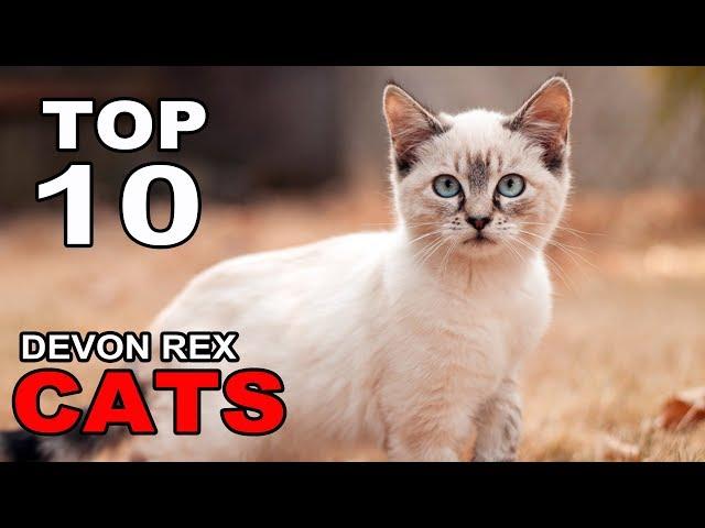 TOP 10 DEVON REX CATS BREEDS