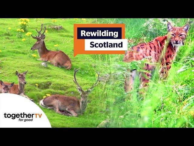 Rewilding Scotland | Full Documentary