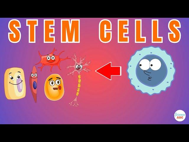 Stem Cells: Explained in Simple Words