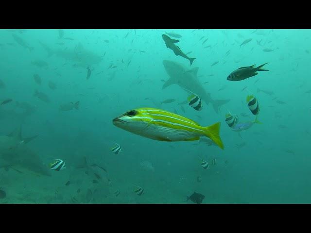 Fiji Shark dive ч11