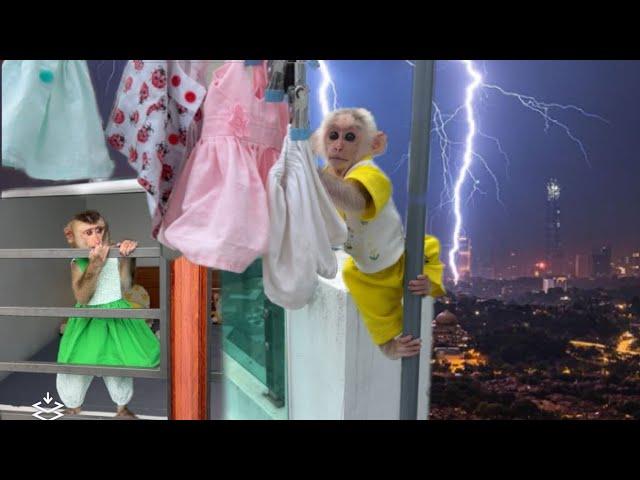 Monkey Xuka and Tina help dad put away clothes before it rains heavily
