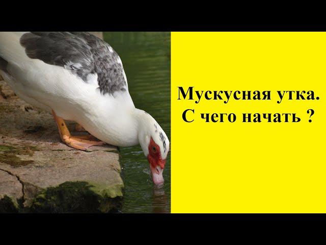 Разведение мускусной утки . С чего начать?