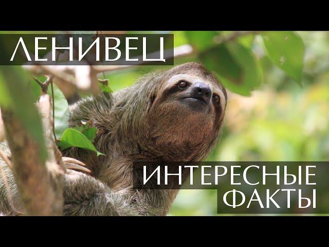 Ленивец - интересные факты