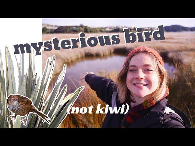 trying to film one of New Zealand’s most elusive birds // fernbirds at Pauatahanui wildlife vlog