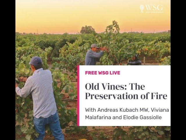 Wine Scholar Guild- Old Vines: The preservation of fire. Why winemakers hold a passion for old vines