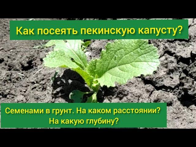 Посев пекинской капусты /Как сеять пекинскую капусту в открытый грунт/когда сажать пекинскую капусту