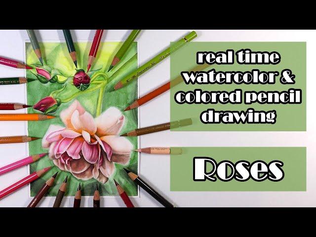 Real time drawing of roses with Schmincke watercolor and Faber Castell Polychromos colored pencils