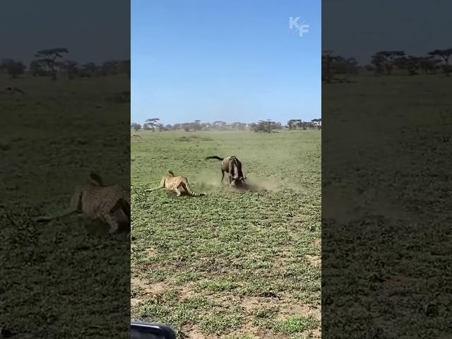 A Wildebeest Mother's Brave Defense: Fending Off Predators to Protect Her Calf