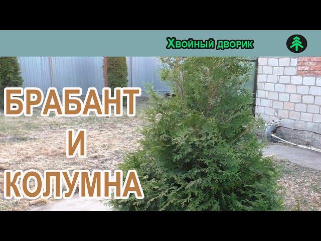 Чем отличаются Туя  западная Колумна от Туи западной Брабант