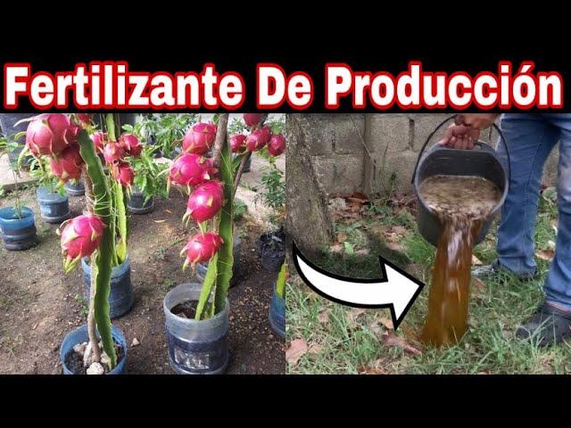 FERTILIZANTE MIL VECES MÁS POTENTE PARA LA PITAHAYA ,APLÍCALO Y PAREN EN MENOS DE 3 MESES