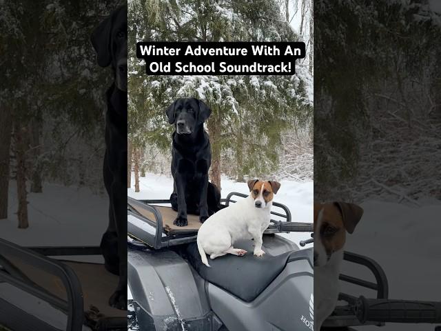 Winter Dog Training With An Old School Soundtrack! #dogs #puppies