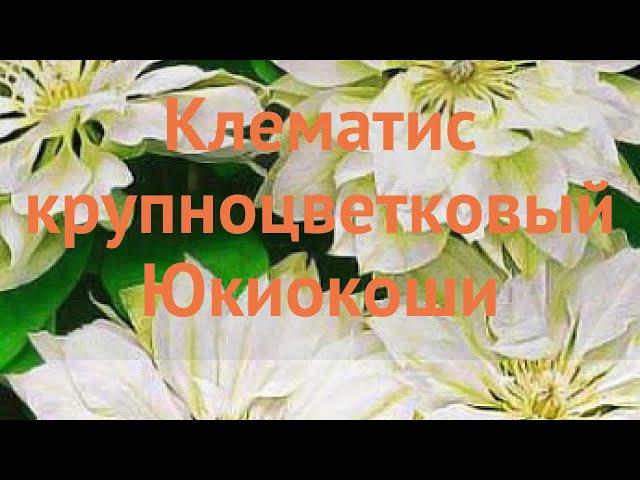 Клематис крупноцветковый Юкиокоши  клематис Юкиокоши обзор: как сажать саженцы клематиса Юкиокоши