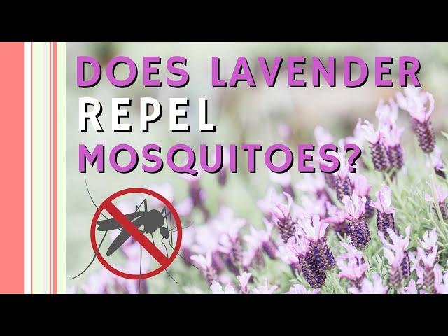 Does Lavender Repel Mosquitoes? My Test Didn't Go Well! And the BEST Natural Insect Repellant!