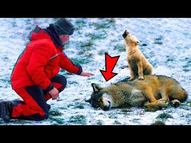 Man Saves Crying Wolf Cub And Its Dying Mother, What Happened Next Was Incredible