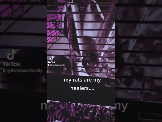 my rats are my healers #pets #cute #rats