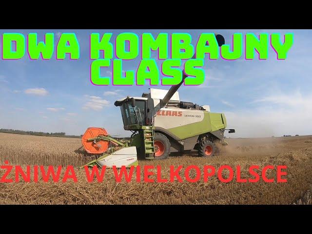 ŻNIWA W WIELKOPOLSCE 2 X KOMBAJN CLAAS