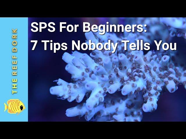 SPS For Beginners: 7 Tips Nobody Tells You