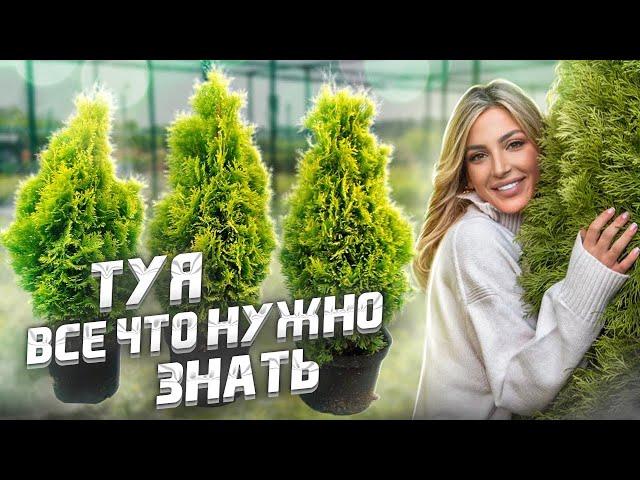 ТУЯ  Брабант или Смарагд? Посадка - Стрижка - Уход - Полив