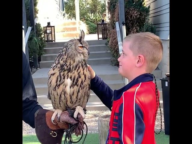 Boy Gets Scared Petting Eurasian Eagle Owl - 1391722