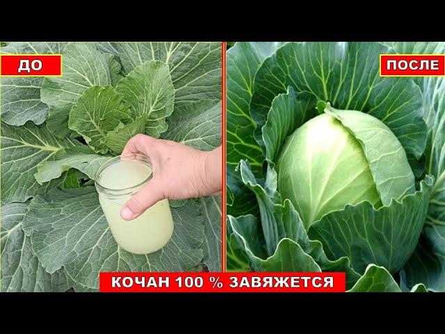 ОТ ЭТОЙ ПОДКОРМКИ КАПУСТА РАСТЁТ НА ГЛАЗАХ! КРЕПКИЙ КОЧАН КАПУСТЫ ЗАВЯЖЕТСЯ 100 %