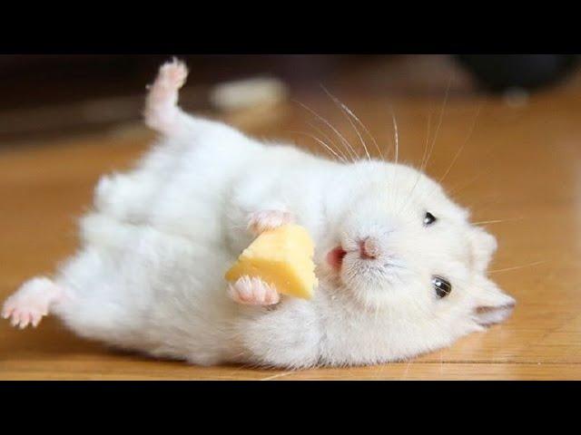 Funny and Cute Hamster Compilation  - Funniest Hamsters Of All Time 2020