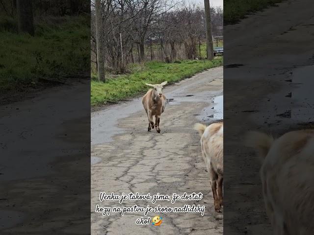 Bulharsko farma | Kozy nechtějí na pastvu  